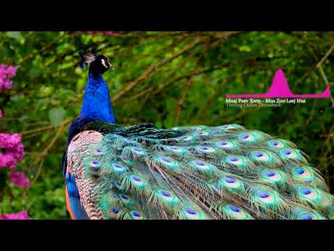 Muaj Peev Xwm - Mus Zoo Leej Nus