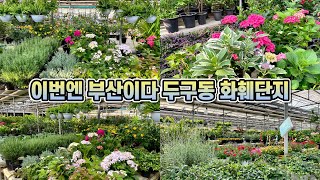 부산 두구동 화훼단지 꽃구경 다녀왔어요!! 랜선식물쇼핑!!