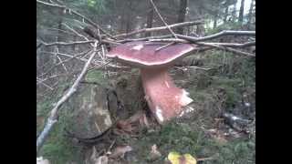 preview picture of video '05 Temporada 2012 Boletus edulis de casi 2 kilos'