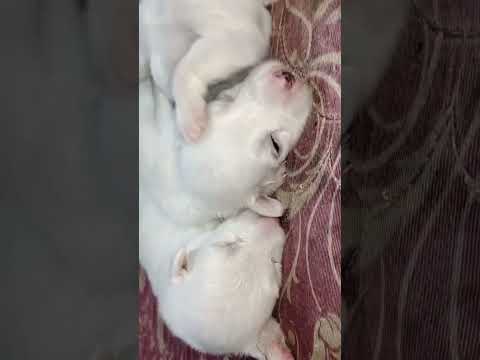 😍4 baby opening the eyes😍#Subscribe