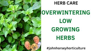 HOW TO OVERWINTER HERBS - OVERWINTERING LOW GROWING HERBS