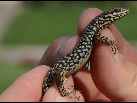 Wall Lizard - Zhapini