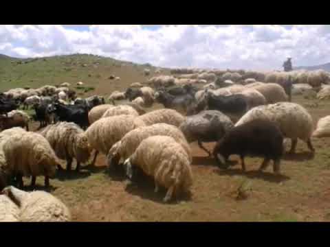 Teyrê Xeribê Şex Zahir Dengbeji Uzun Hava 1