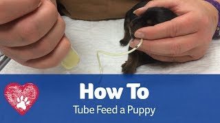 How to Tube Feed a Puppy
