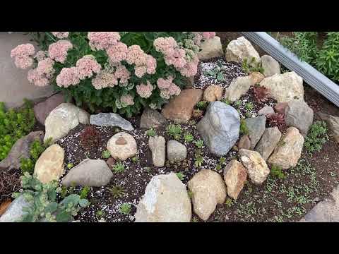 Cold hardy succulent garden - Sept 2020