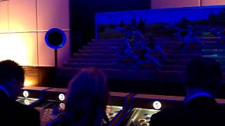 'Roll a Ball' Arabian Derby