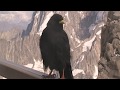 Alpine chough, Yellow-billed Chough, Pyrrhocorax graculus