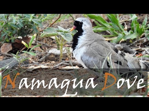 Namaqua dove Oena capensis Kruger