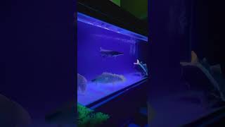 Download lagu Keindahan tiada tara mp3