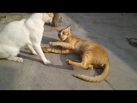cats are playing each other