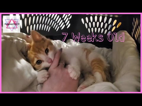 7 WEEK OLD FOSTER KITTEN (1 of 3 kittens!!)