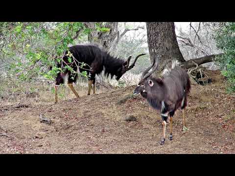 Nyala bulls displaying