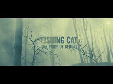 Fishing Cat The Pride of Bengal - Trailer