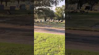 Download lagu #tiktokvideo : angsa di #kuburan mp3