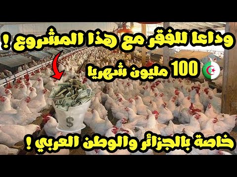 , title : 'هذه تجربتي مع مشروع الدجاج البياض في الجزائر مع مدخول شهري فاق ال 100 مليون أي 7000 دولار والحمدلله'