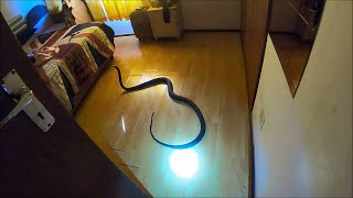Случаи, когда змеи забрались в дома! фото