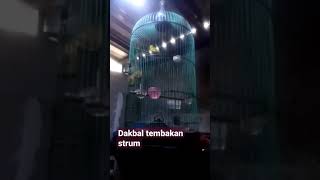Download lagu pleci dakbal nembak strum mp3
