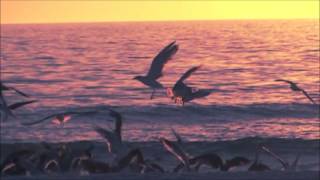 Fyfe Dangerfield - Faster Than The Setting Sun