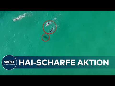 GLÜCK UND UNGLÜCK IN AUSTRALIEN: Schwimmer entgehen Haien haarscharf - Speerfischer schwerverletzt