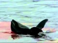 Dolphins The Wild Side