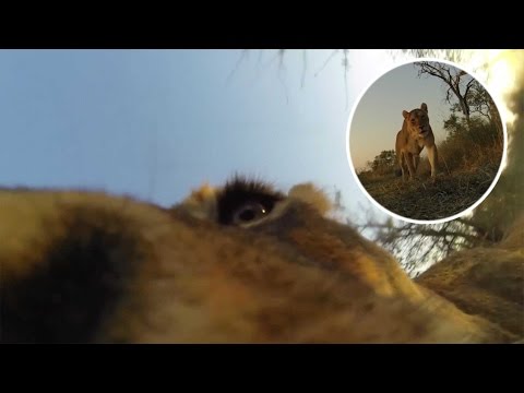 Lioness Steals Photographer's GoPro