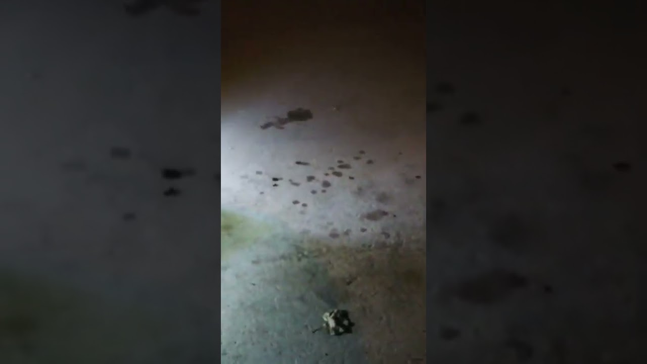 Watch Como se ven los Led ojo de aguila 💪 Now Como se ven los Led ojo de aguila 💪