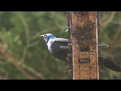 Common Grackle on the Feeder