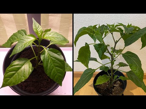 Growing HABANERO CHILI under plant light (23 days timelapse)