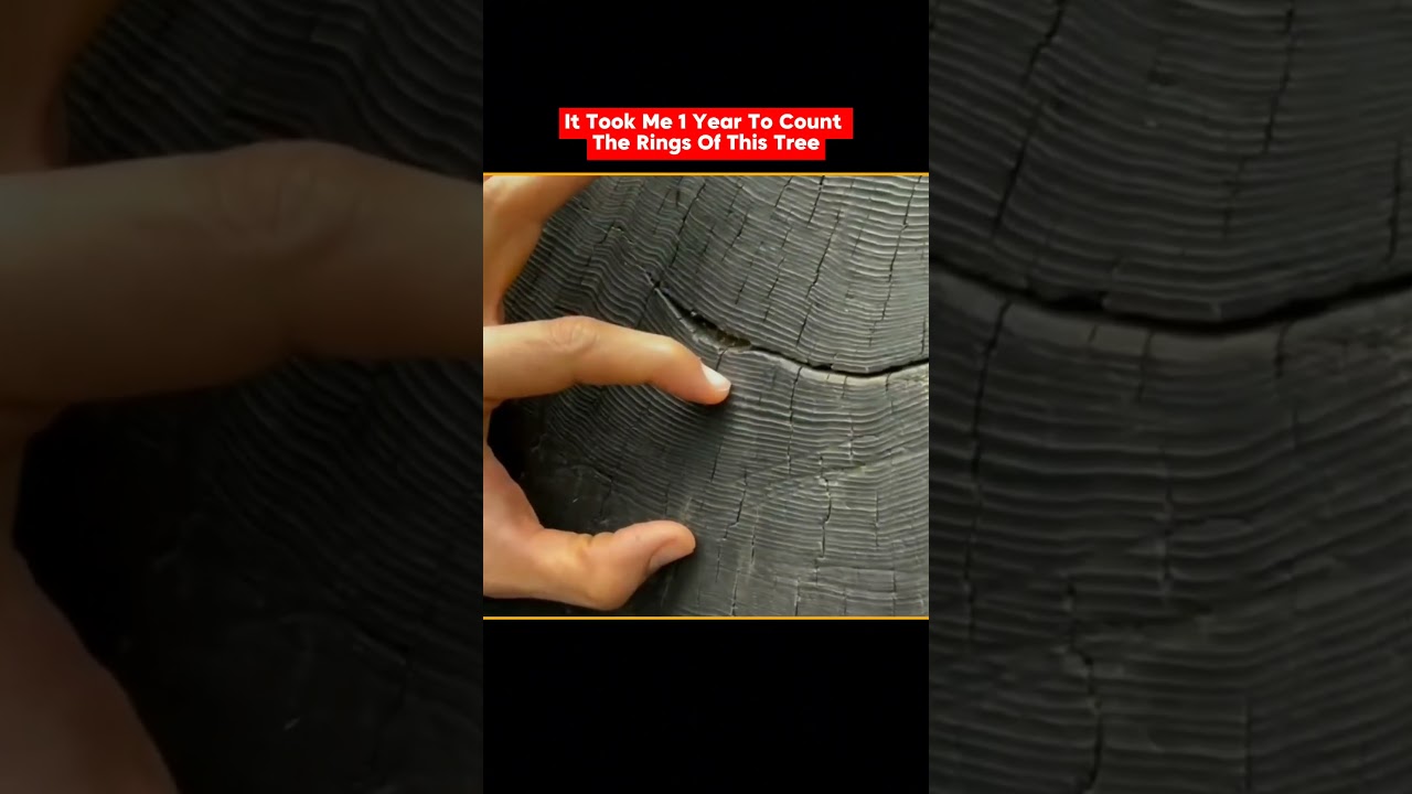 It Took me 1 Year Count This Tree Rings 😶 || #shorts #newshorts #viral #latest #trending