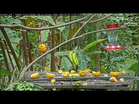 2022 02 04 Panama Fruit Feeder Cam  Thick-billed Euphonia
