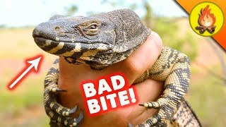 BITE of the LIZARD!