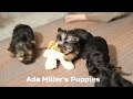 Yorkshire Terrier dogs for sale: Buddy - Video 1