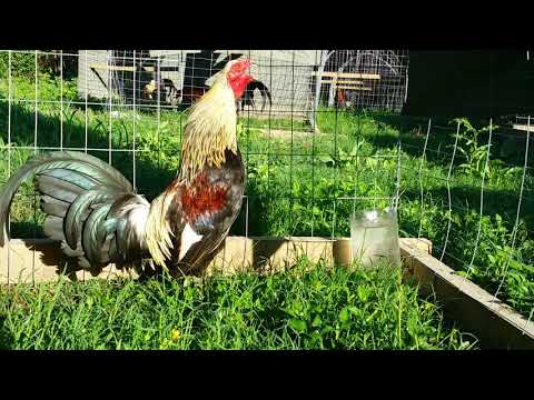 Pine Bluff Game Fowl -Available