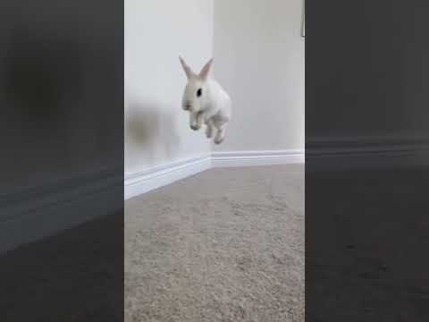 Take you to see the bunny jumping in slow motion #shorts #rabbits