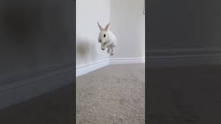 Download lagu Take you to see the bunny jumping in slow motion #shorts #rabbits mp3 Download lagu Take you to see the bunny jumping in slow motion #shorts #rabbits mp3