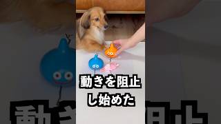 描いた線の上を歩くスライムの前に円を描けば無限に歩き続けるはず！