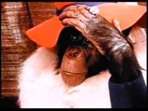 Lancelot Link Needs a Comfort Monkey