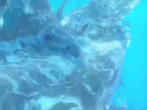 Fusion F & Come T - Remember