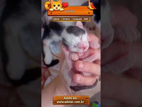 Vídeo de gatinho