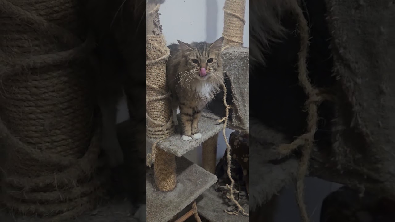 VENUS, an adopted Domestic Medium Hair in Brooklyn, NY video 1/5