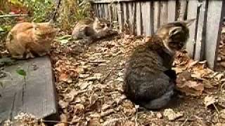 preview picture of video 'Рычард, Лапыч и Людвиг. Игра. Кошки.  The 3 Cats'