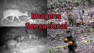 Sensacional demais essas imagens. Nunca tinha feito antes 