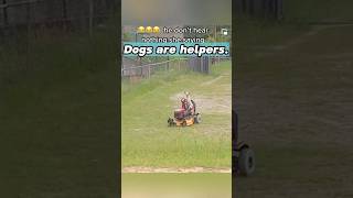 My dog is my good helper#helper #doglover #lovedogs #dogsoftiktok #funnyvideos