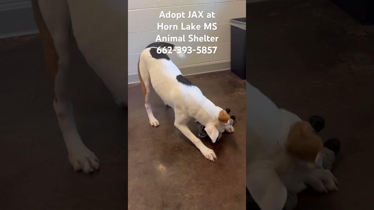 Enlarge Jax, a Adoptable mixed breed in Horn Lake, MS video 6/6