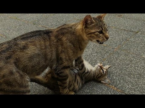 Mother Cat Refusing to Nurse Her 4 Mischievous Kittens