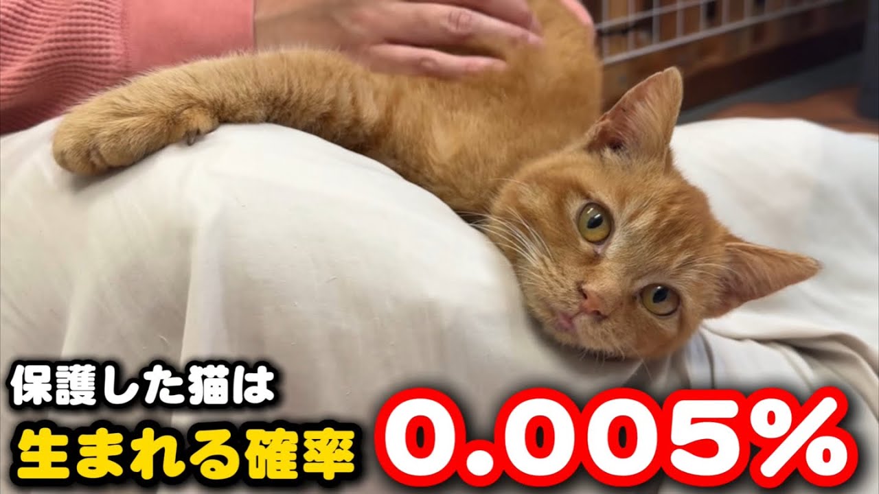 出生率20000分の1奇跡の猫を保護しました