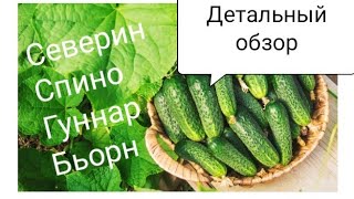 Огурцы Гуннар Описание Сорта Фото Огурцы Гуннар Описание Сорта Фото