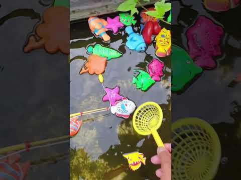 Mancing Ikan Nila, Ikan Arwana. #shorts #ikan