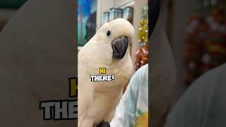 Such Cool Parrots!