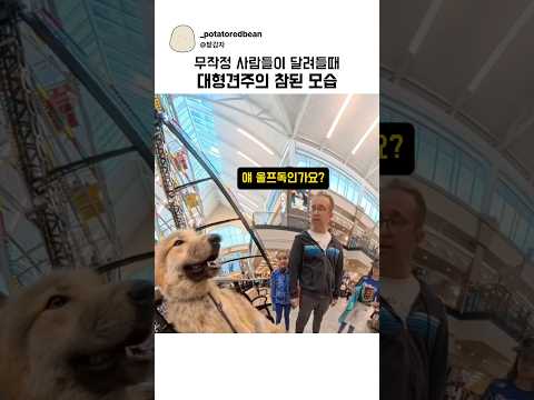 무작정 사람들이 달려들때 대형견주의 참된 모습